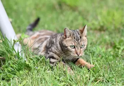 Vivid Feline Gaze: Mila the Cat in Lush Grass