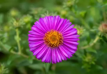 Vibrant New England Aster: A Summer Bloom Up Close