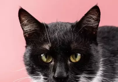 Enchanting Gaze: Black and White Cat on Pink