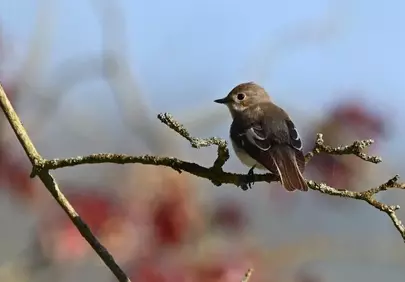 Charming Songbird Perched: A Glimpse of Spring