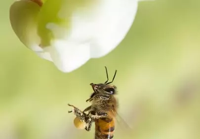 Stunning Macro: Honeybee Gathering Nectar and Pollen in Spring
