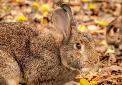 Charming Autumn Rabbit: A Cute Forest Encounter