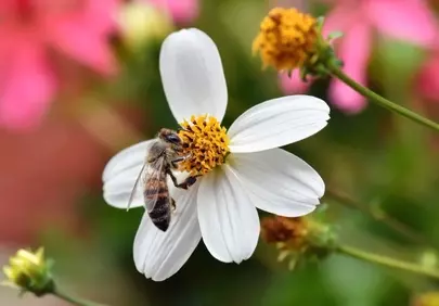 Vibrant Macro: Honey Bee Pollinating a Daisy Flower