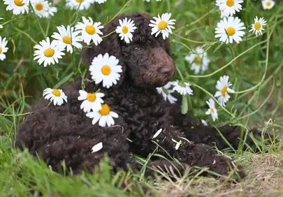 Charming Chocolate Poodle Puppy Nestled Among Daisies