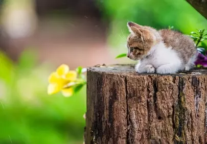 Adorable Tabby Kitten Posing on a Rustic Tree Stump