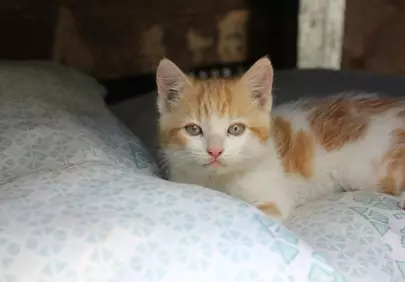Adorable Ginger Kitten: Cozy Naptime Cutie