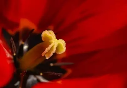 Vibrant Red Tulip Macro: Nature's Intricate Beauty Unveiled