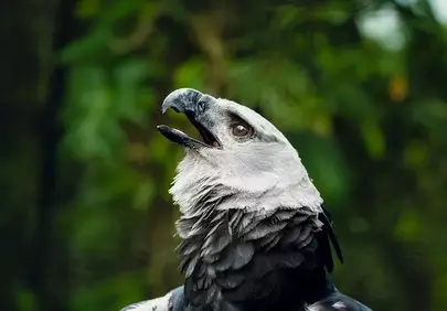 Majestic Harpy Eagle: Rainforest Predator Portrait