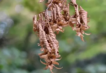 Dramatic Dry Leaves: Autumn's Delicate Embrace