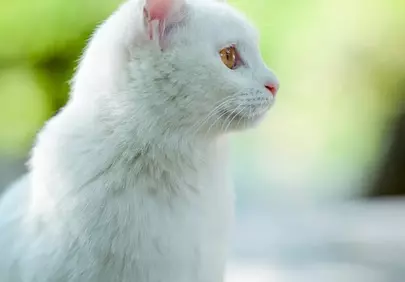 Enchanting White Cat Portrait: Gaze into Nature
