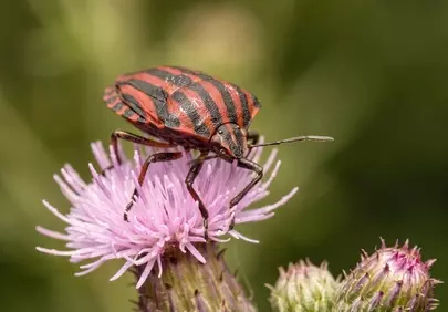 Striking Pyjama Bug: Nature's Intricate Macro Tapestry
