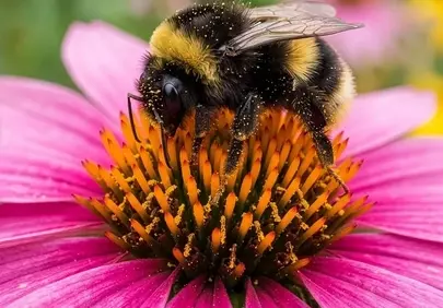 Breathtaking Close-up: Bumblebee on Vibrant Pink Echinacea