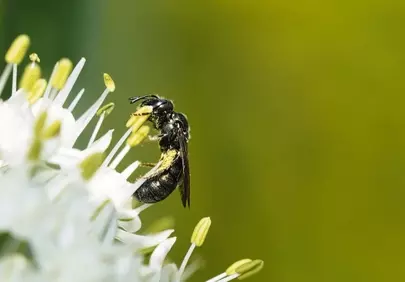 Vibrant Macro: Honeybee Harvesting Nectar on White Flower