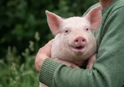 Adorable Piglet's Joyful Portrait: A Heartwarming Farm Moment