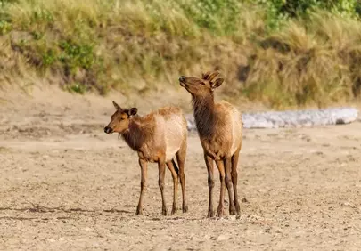 Majestic Elks Grace the Sandy Oregon Coastline