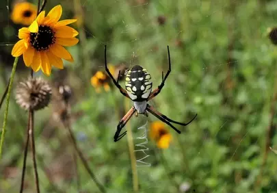 Vibrant Yellow Garden Spider: Nature's Intricate Weaver