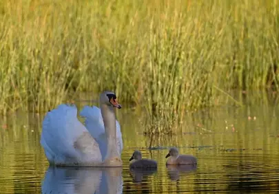 Serene Sunset: Swan Family's Tender Lakeside Moment