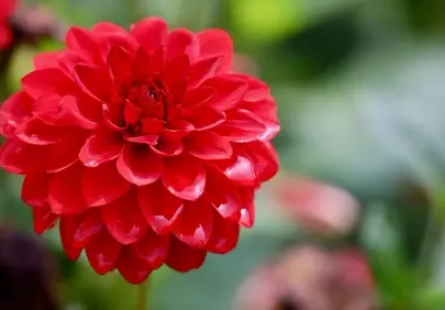 Vibrant Red Dahlia: A Petal Perfection in Nature