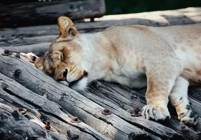 Serene Slumber: Lioness Dreams on Sun-Drenched Wood