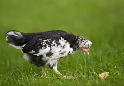 Charming Black and White Chick Foraging in Nature