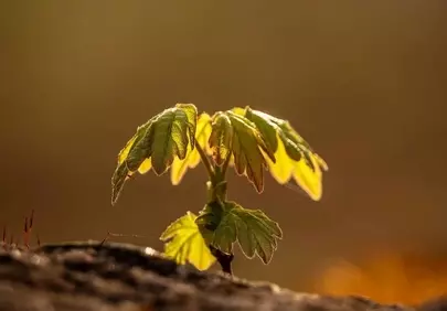 Vibrant Spring Maple Seedling Bathed in Sunset Glow