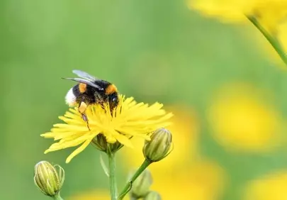 Vibrant Dandelion Pollination: Bumblebee in Action