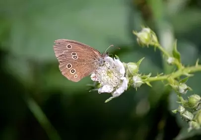 Enchanting Butterfly Foraging on a Wild Blackberry Blossom