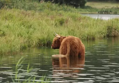 Majestic Highland Cow Wading in Serene Lake Waters