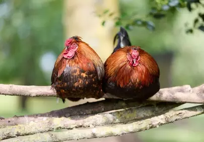Vibrant Roosters Roosting: Colorful Farmyard Charm