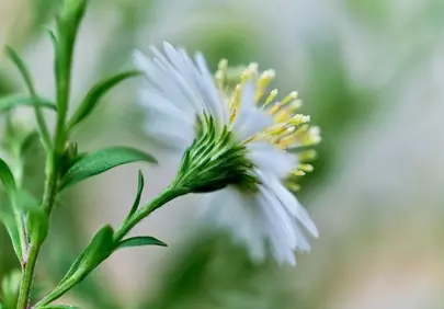 Stunning White Aster: Delicate Wildflower Beauty in Macro