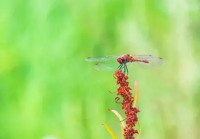 Vivid Macro Dragonfly: Nature's Delicate Beauty Up Close