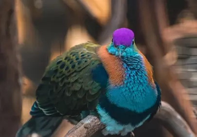 Vibrant Plumage: Exotic Purple-Crowned Dove in Detail