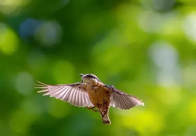 Stunning Songbird in Flight: Nature's Graceful Moment
