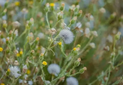 Delicate Dandelion: Nature's Ethereal Beauty in Bloom