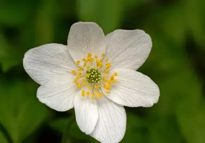 Delicate White Anemone: Spring's Graceful Bloom Up Close