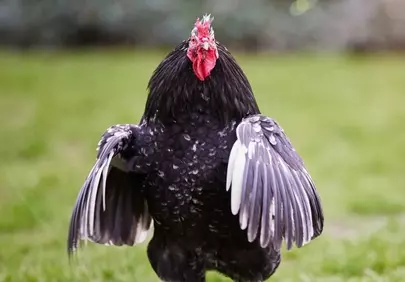 Majestic Black Rooster Flaunting Feathers in Lush Green Grass