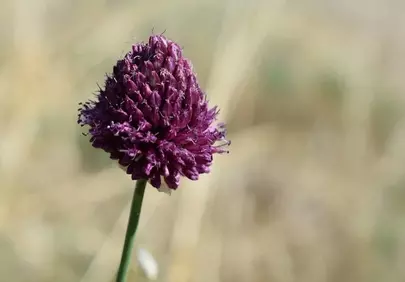 Vibrant Purple Wild Garlic: Nature's Expressive Bloom