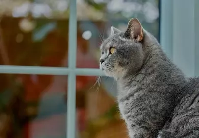 Enchanting Gaze: Curious Cat Staring Out Window