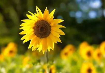 Vibrant Summer: Golden Sunflower Blooming in Meadow