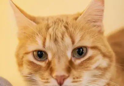Enchanting Gaze: Portrait of a Fluffy Ginger Cat