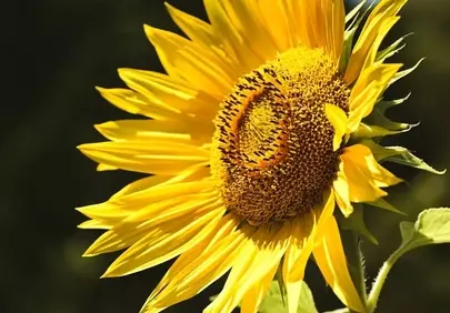 Vibrant Summer: Close-up of a Radiant Sunflower