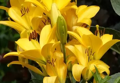 Radiant Yellow Lilies: A Burst of Summer Cheer
