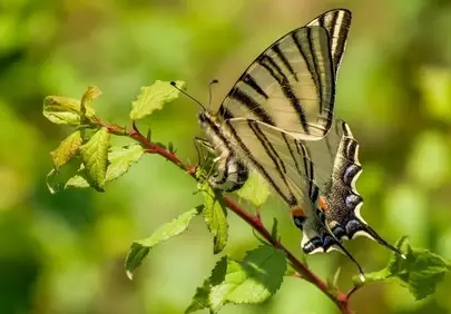Vibrant Beauty: Striped Butterfly Perched on a Lush Green Leaf