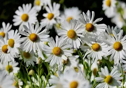 Vibrant Daisies: A Fresh Summer Floral Symphony