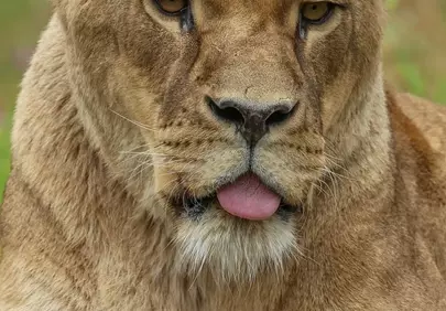 Expressive Lioness Portrait: Queen of the Savannah