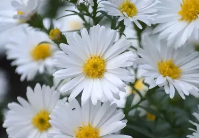 Stunning White Asters: Autumn's Floral Symphony