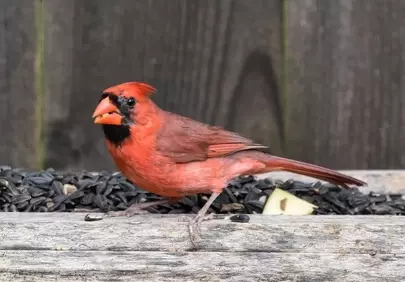 Vibrant Red Cardinal Feeds on a Wooden Ledge