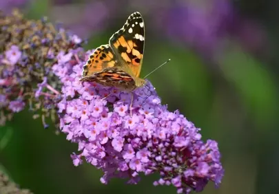 Vibrant Painted Lady Butterfly on Purple Buddleja