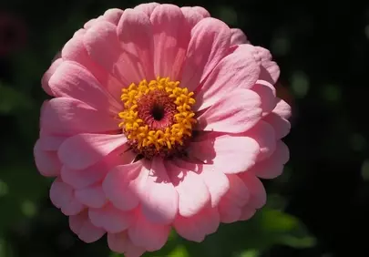 Vibrant Pink Zinnia: A Summer Garden Delight in Macro