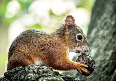 Charming Squirrel Enjoying a Nut in a Lush Forest